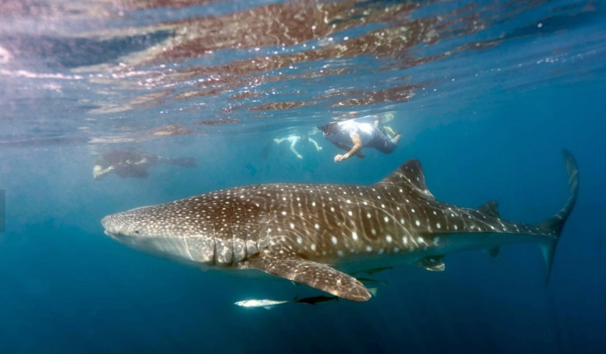 Discover Qatar extends Whale Sharks of Qatar daily tour till Aug 2022